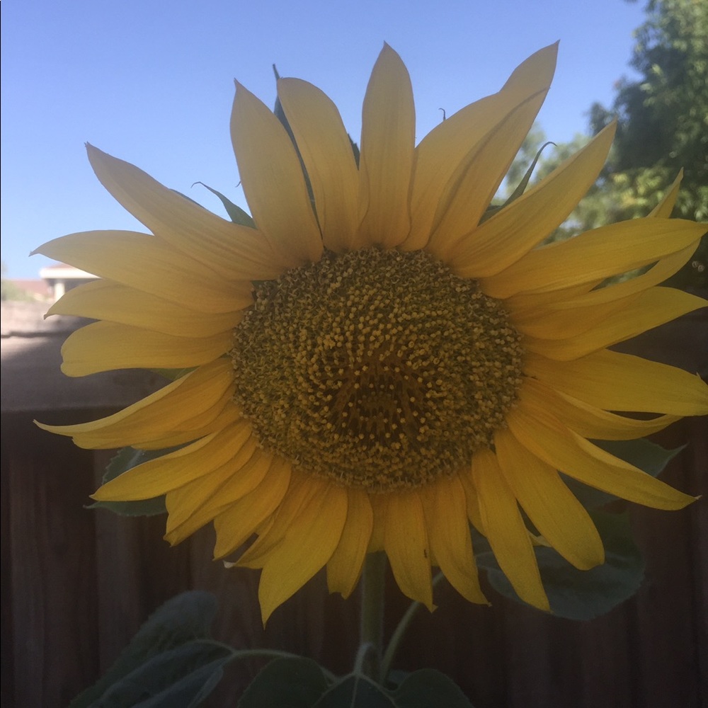 Meet your Posher, Liz